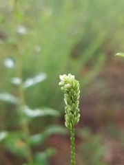 Polygala verticillata
