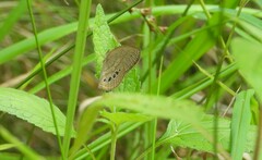 Neonympha mitchellii
