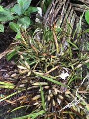 Scaphyglottis fasciculata