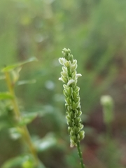 Polygala verticillata