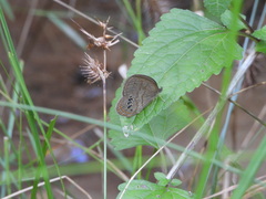 Neonympha mitchellii