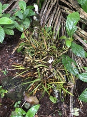 Scaphyglottis fasciculata