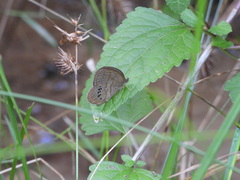 Neonympha mitchellii