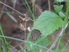 Neonympha mitchellii
