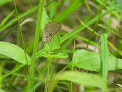 Neonympha mitchellii