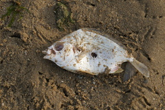 Leiognathidae