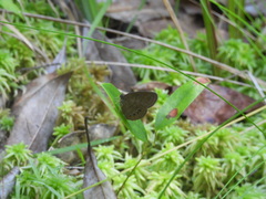 Neonympha mitchellii