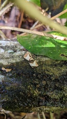 Porodisculus pendulus