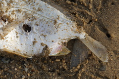 Leiognathidae
