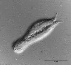 Chaetonotus multispinosus