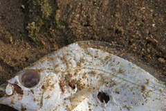 Leiognathidae