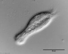 Chaetonotus multispinosus