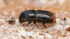 Ips sexdentatus