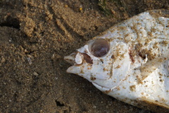 Leiognathidae