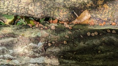 Porodisculus pendulus