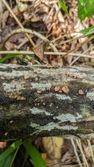 Porodisculus pendulus