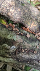Porodisculus pendulus