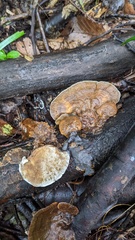 Coriolopsis strumosa