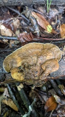 Coriolopsis strumosa