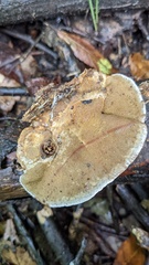Coriolopsis strumosa