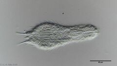 Chaetonotus hoanicus