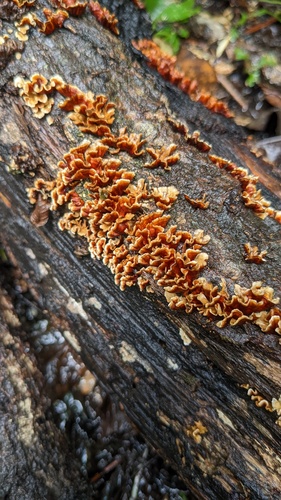 Xylobolus spectabilis