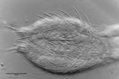 Chaetonotus hoanicus