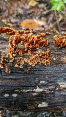 Xylobolus spectabilis