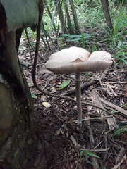 Macrolepiota capelariae