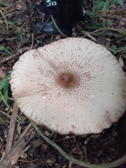 Macrolepiota capelariae