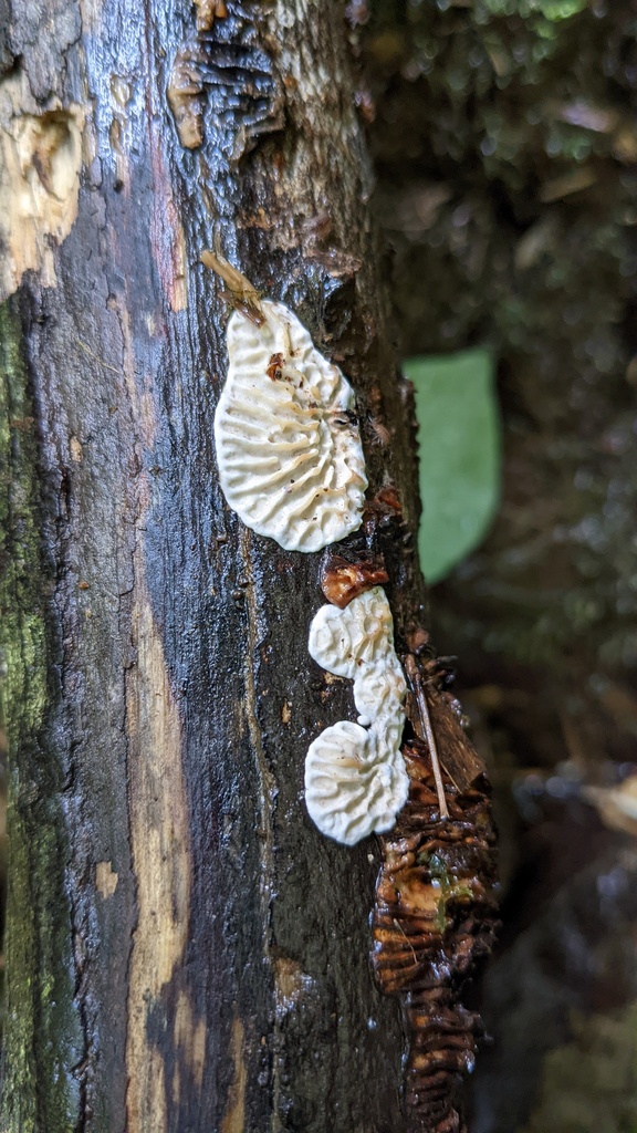 Daedaleopsis styracina · August 2022 · photo: © atsushi_nakajima_cirque (iNaturalist, cc-by)