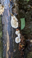 Daedaleopsis styracina