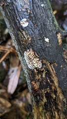 Daedaleopsis styracina