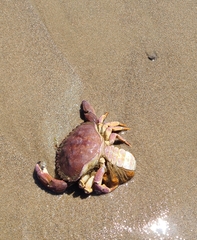 Metacarcinus anthonyi