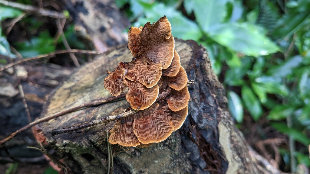 Hymenochaete cyclolamellata · August 2022 · photo: © atsushi_nakajima_cirque (iNaturalist, cc-by)
