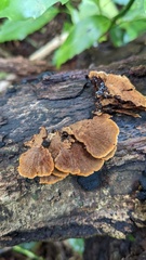 Hymenochaete cyclolamellata