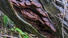 Hymenochaete cyclolamellata