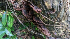 Hymenochaete cyclolamellata