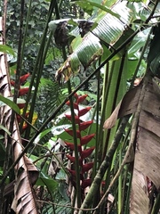 Heliconia uxpanapensis