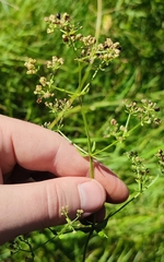 Galium × pseudoboreale