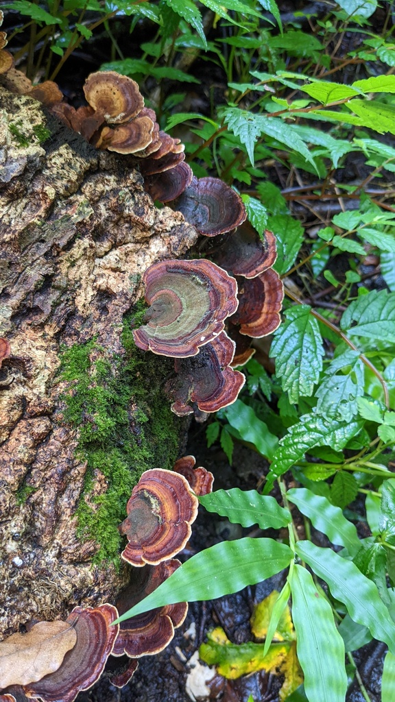 Microporus affinis · August 2022 · photo: © atsushi_nakajima_cirque (iNaturalist, cc-by)