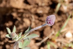 Trifolium albopurpureum