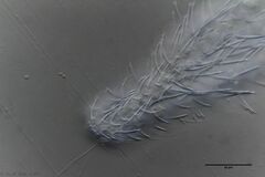 Chaetonotus murrayi
