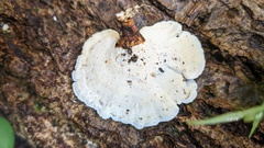 Microporus affinis