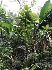 Heliconia uxpanapensis