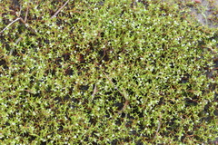 Crassula natans minus