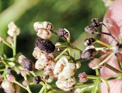 Galium × pseudoboreale
