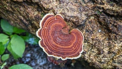 Microporus affinis