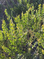 Acacia littorea