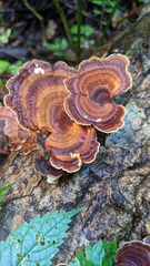 Microporus affinis